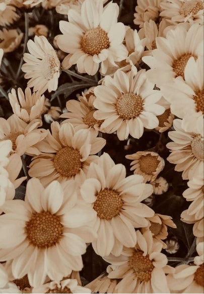 Warm Beige Daisies Greeting Card