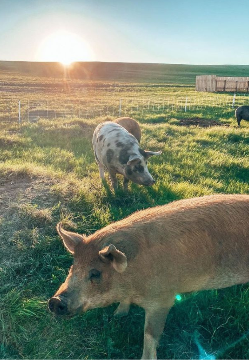 Pasture Pigs at Sunrise Greeting Card