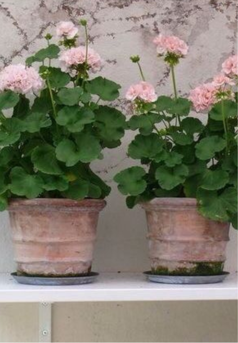 Soft Pink Geraniums Greeting Card