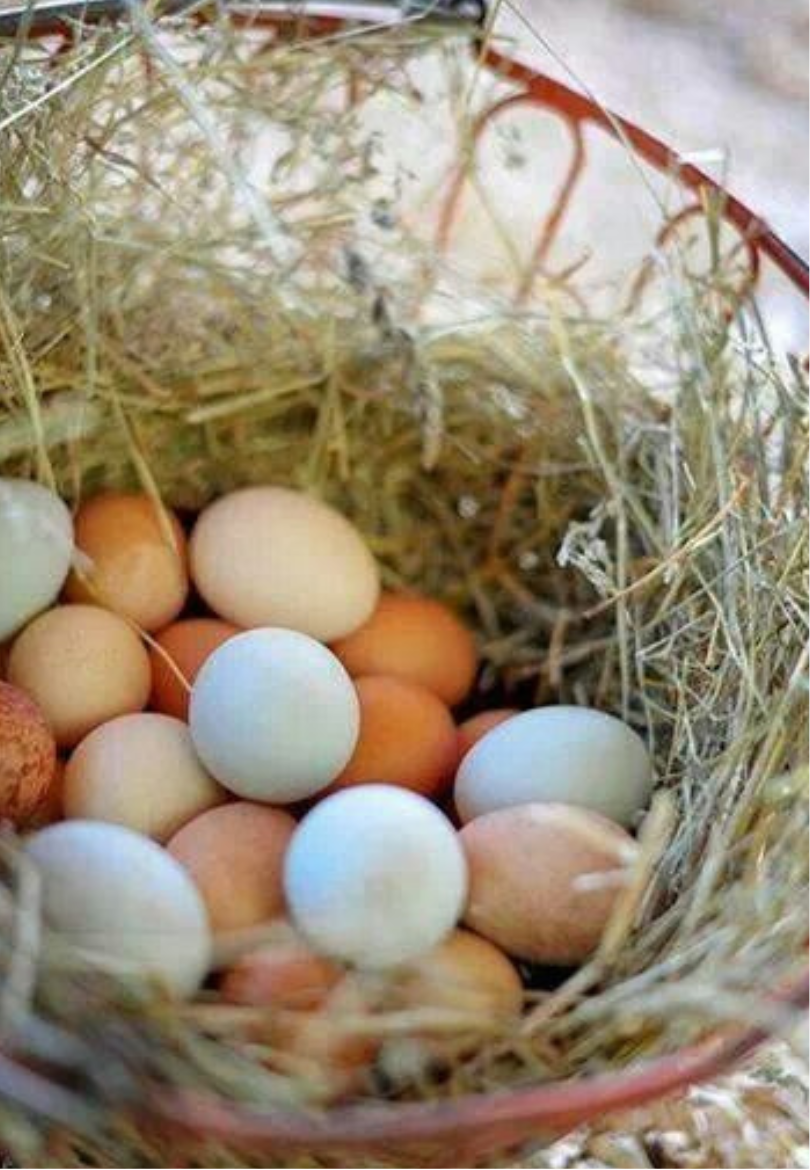 Farm-Fresh Eggs Greeting Card