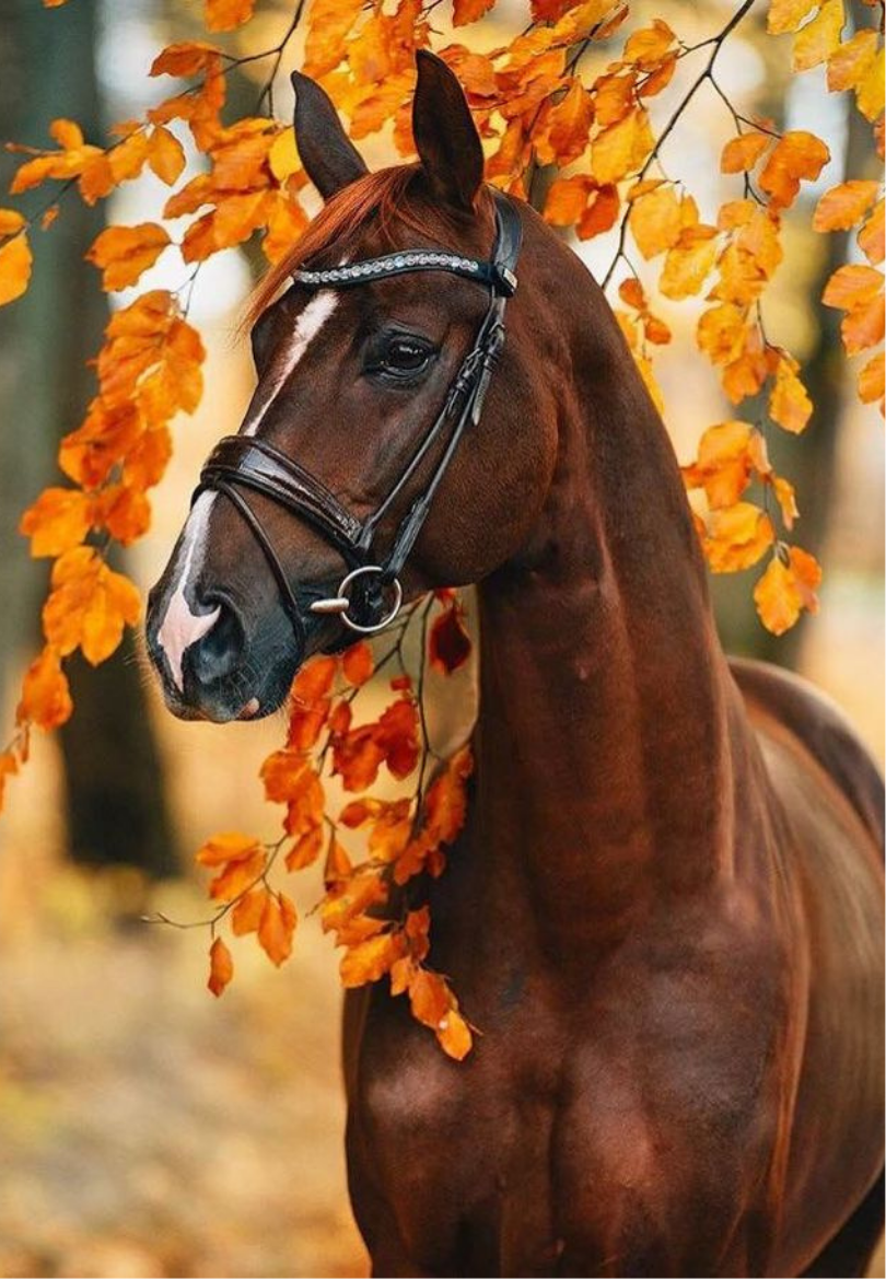 Chestnut Horse With Autumn Leaves Greeting Card
