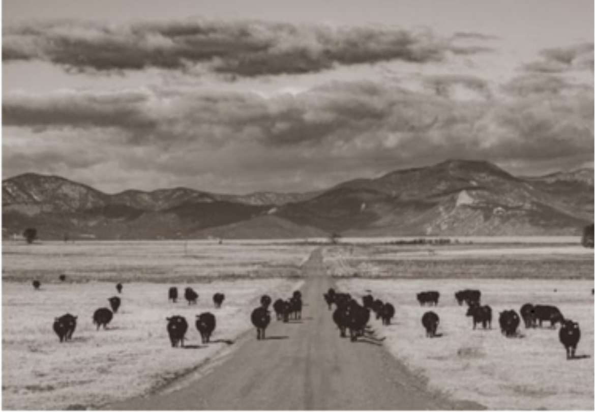 Vintage Cattle Greeting Card