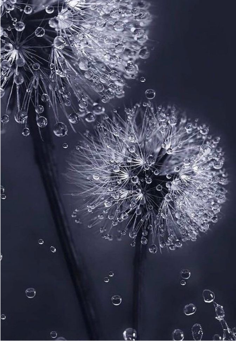 Midnight Dandelion Greeting Card