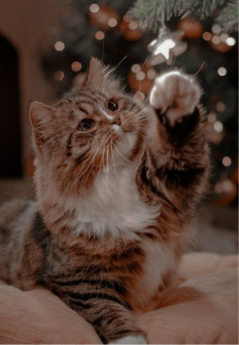 Playful Kitten with Christmas Lights Greeting Card
