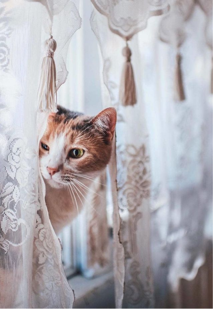 Curious Cat Peeking Through a Lacy Curtain Greeting Card