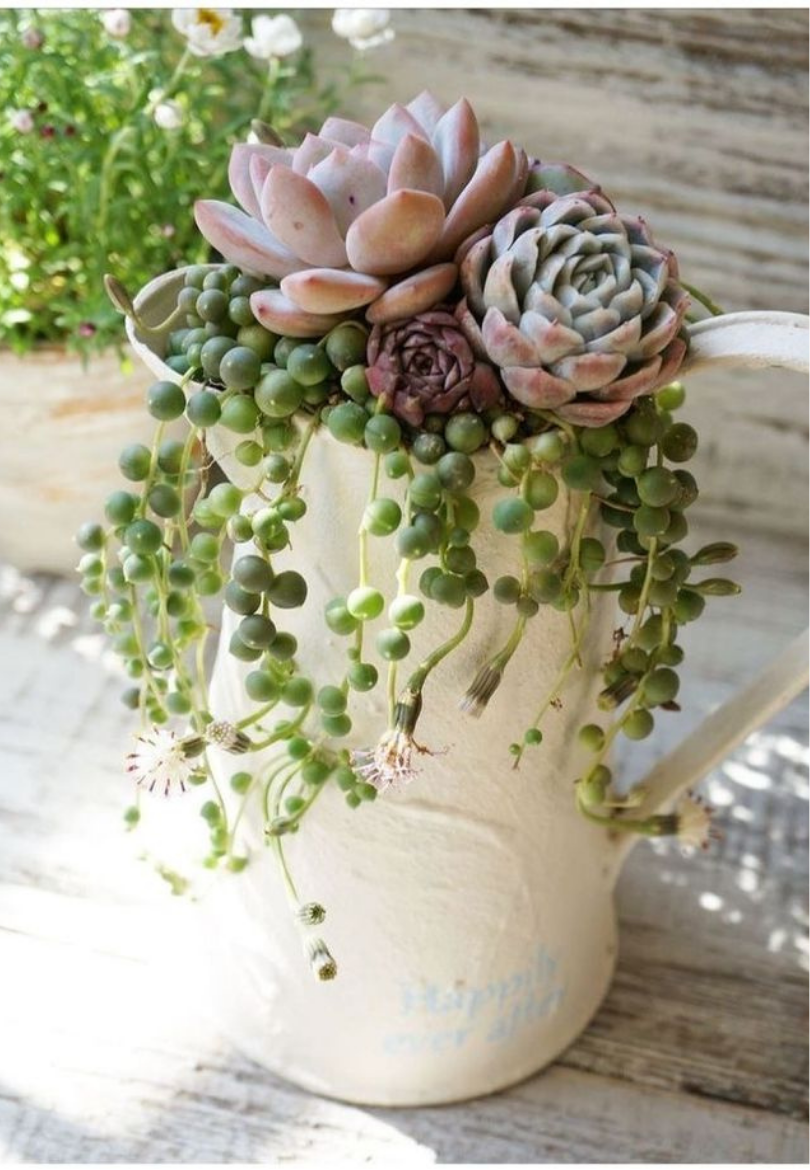 Succulent Arrangement Greeting Card