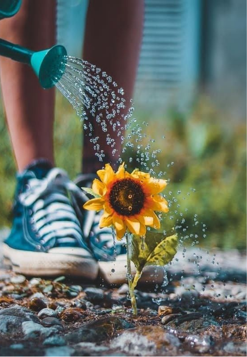 Bright Sunflower Being Watered Greeting Card