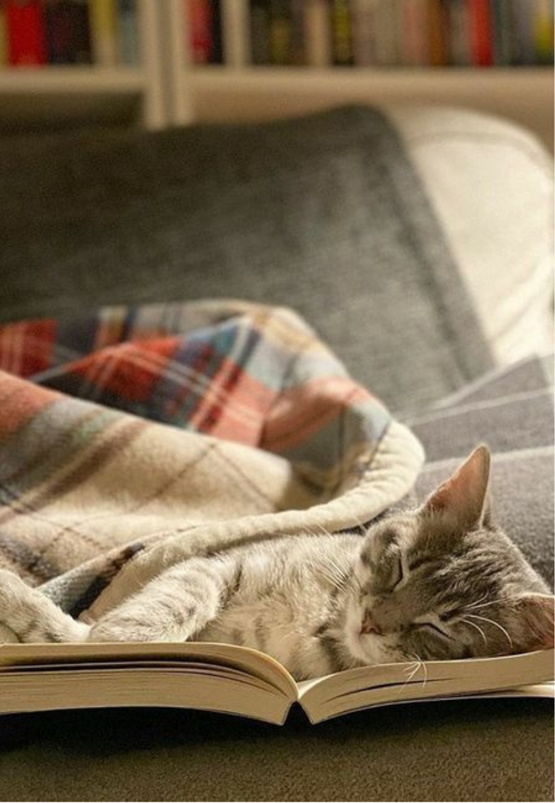 Sleeping Cat on a Soft Flannel Blanket Greeting Card