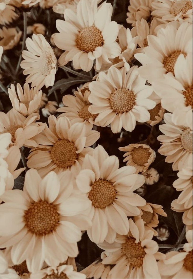 Warm Beige Daisies Greeting Card