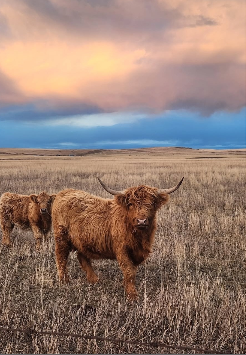 Highland Cows at Sunset Greeting Card
