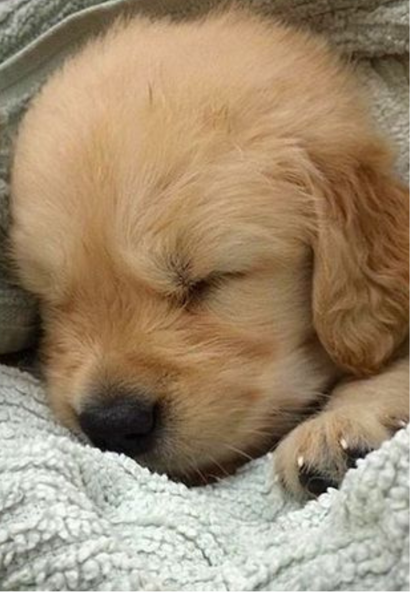 Golden Pup Sleeping Greeting Card