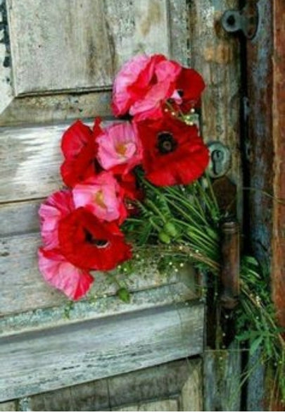 Red Poppies Against Rustic Wood Greeting Card