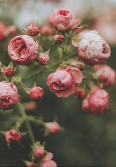 Pink Roses in a Garden Greeting Card