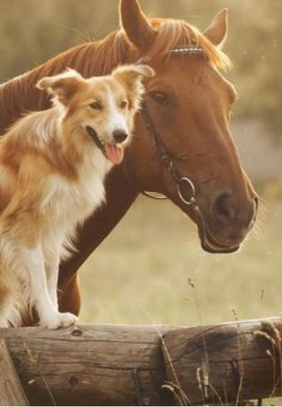 Horse & Dog Friendship Greeting Card