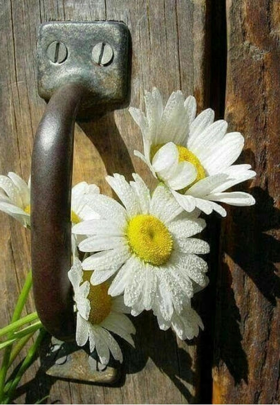 Daisies in an Antique Door Handle Greeting Card