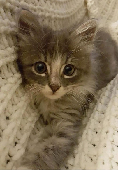 Fluffy Kitten Snuggled in a Cozy Blanket Greeting Card