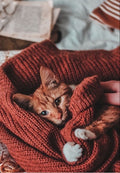 Cute Ginger Cat Wrapped in a Cozy Red Blanket Greeting Card
