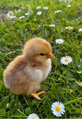 Adorable Baby Chick in a Spring Field Greeting Card