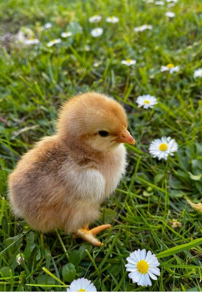 Adorable Baby Chick in a Spring Field Greeting Card
