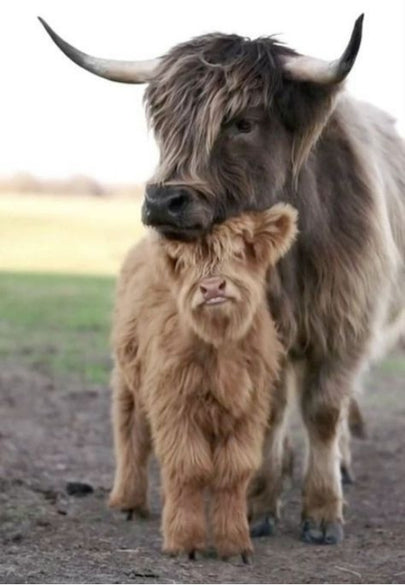 Highland Cow & Calf Greeting Card