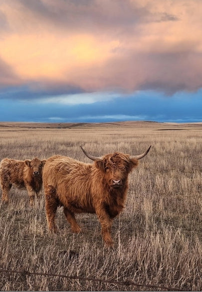 Highland Cows at Sunset Greeting Card