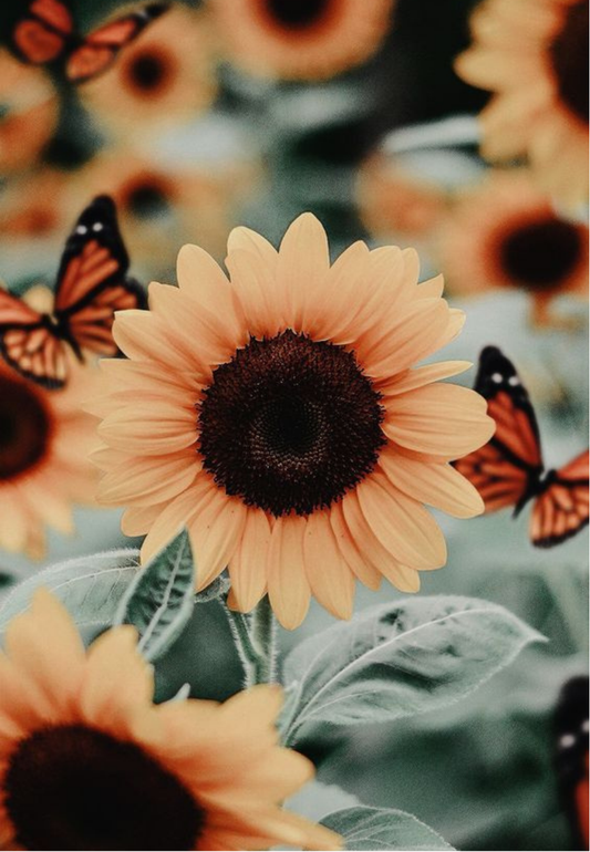 Vibrant Sunflower & Butterfly Greeting Card