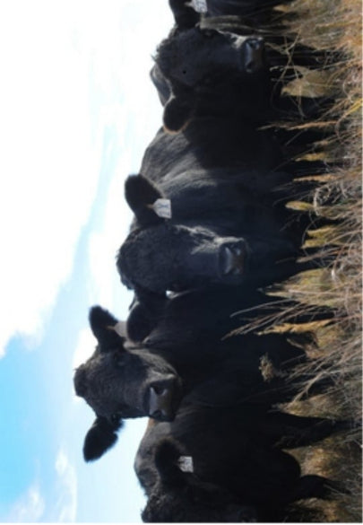 Group of Black Cows Greeting Card