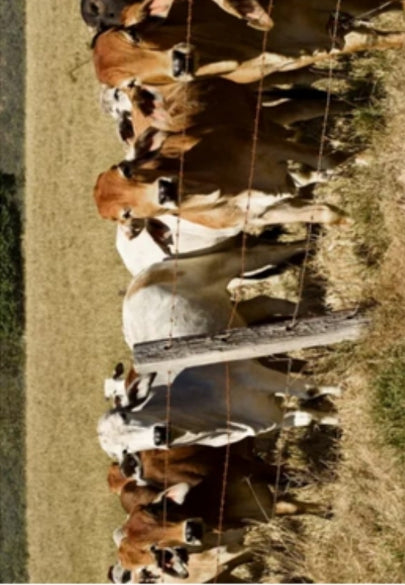 Brown and White Cows Greeting Card