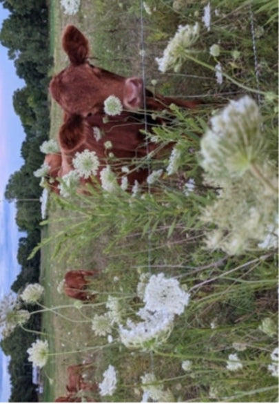 Cows Among Wildflowers Greeting Card