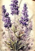 Lavender Bushes Greeting Card