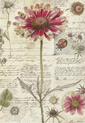 Botanical Daisy Greeting Card