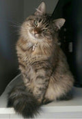 Fluffy Curious Cat Greeting Card