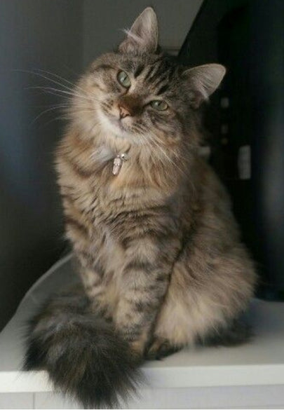 Fluffy Curious Cat Greeting Card