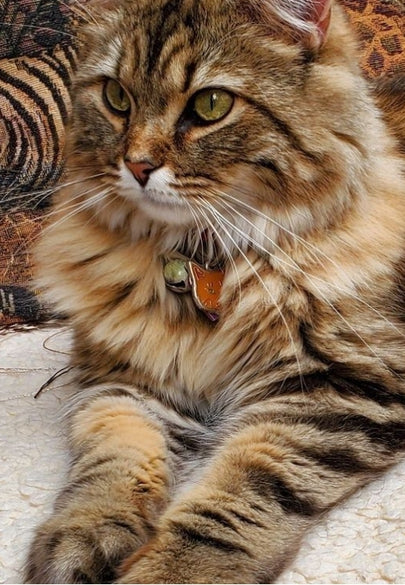 Striped Cat Greeting Card