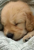 Golden Pup Sleeping Greeting Card