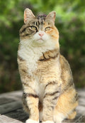 Kia the Cat Greeting Card