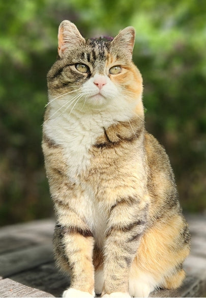 Kia the Cat Greeting Card