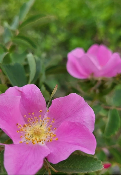Alberta Rose Greeting Card