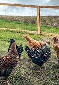 Backyard Chicken Flock Greeting Card