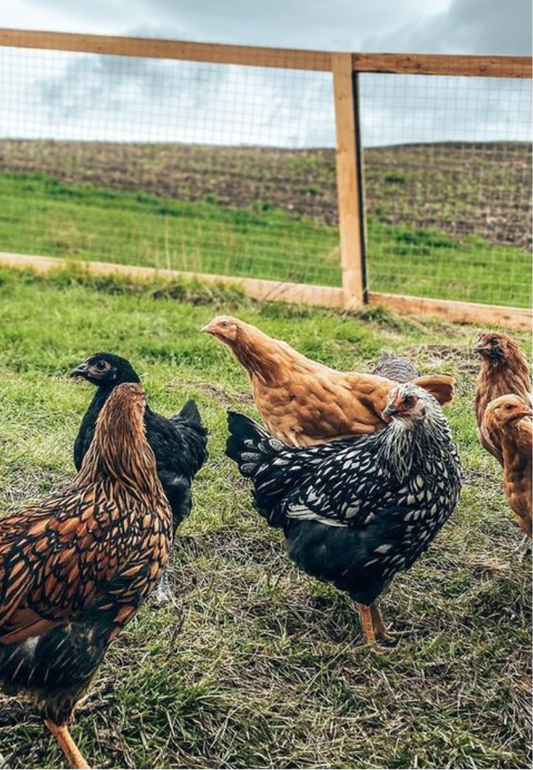 Backyard Chicken Flock Greeting Card