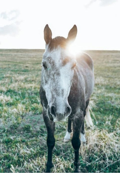 Sunlit Prarie Horse Greeting Card