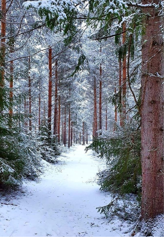 Snowy Forest Path Greeting Card