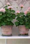 Soft Pink Geraniums Greeting Card