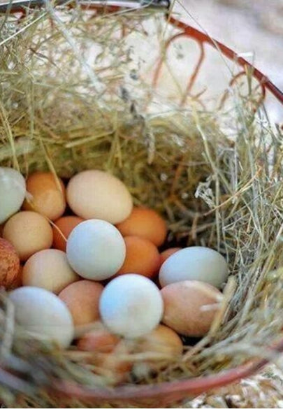 Farm-Fresh Eggs Greeting Card