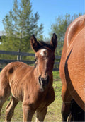 Newborn Foal Greeting Card