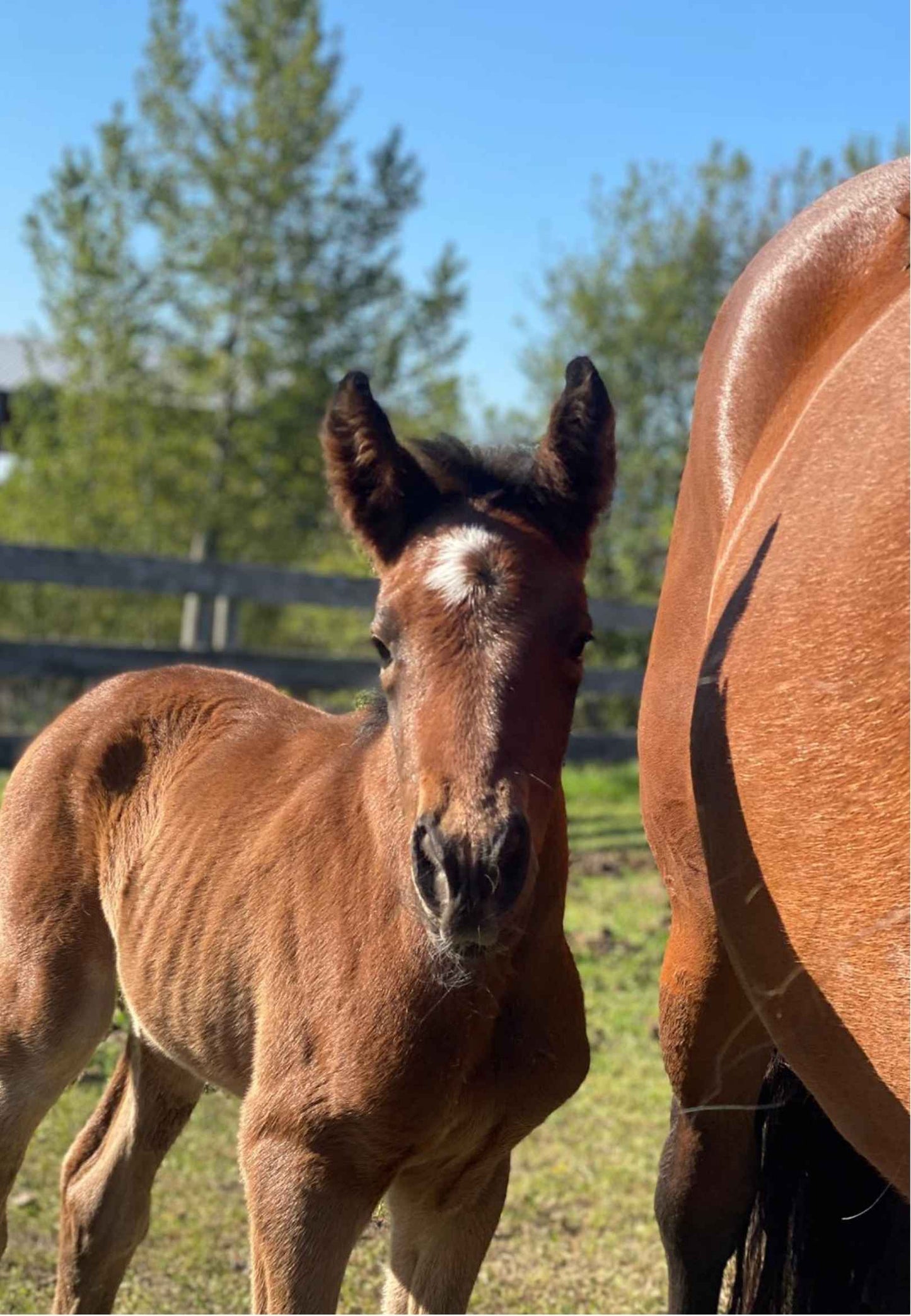 Newborn Foal Greeting Card