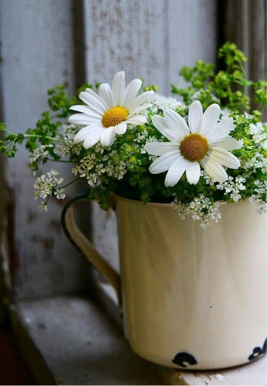 Daisies in a Rustic Tin Cup Greeting Card