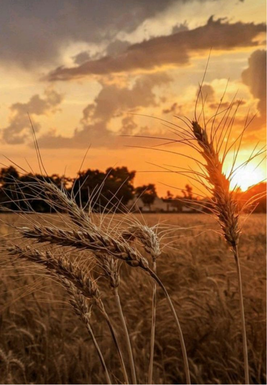 Golden Wheat Field at Sunset Greeting Card