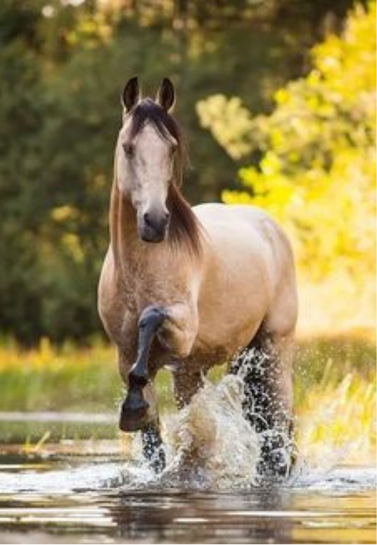 Beautiful Brown Horse in a River Greeting Card