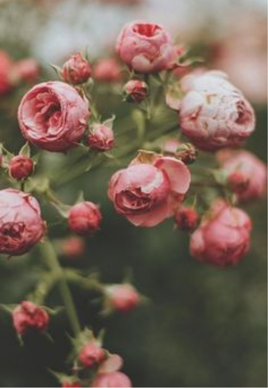 Pink Roses in a Garden Greeting Card